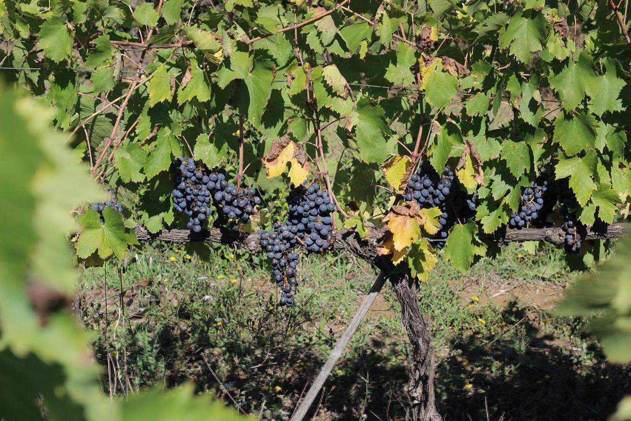 ארצו La Striscia Wine Resort מראה חיצוני תמונה